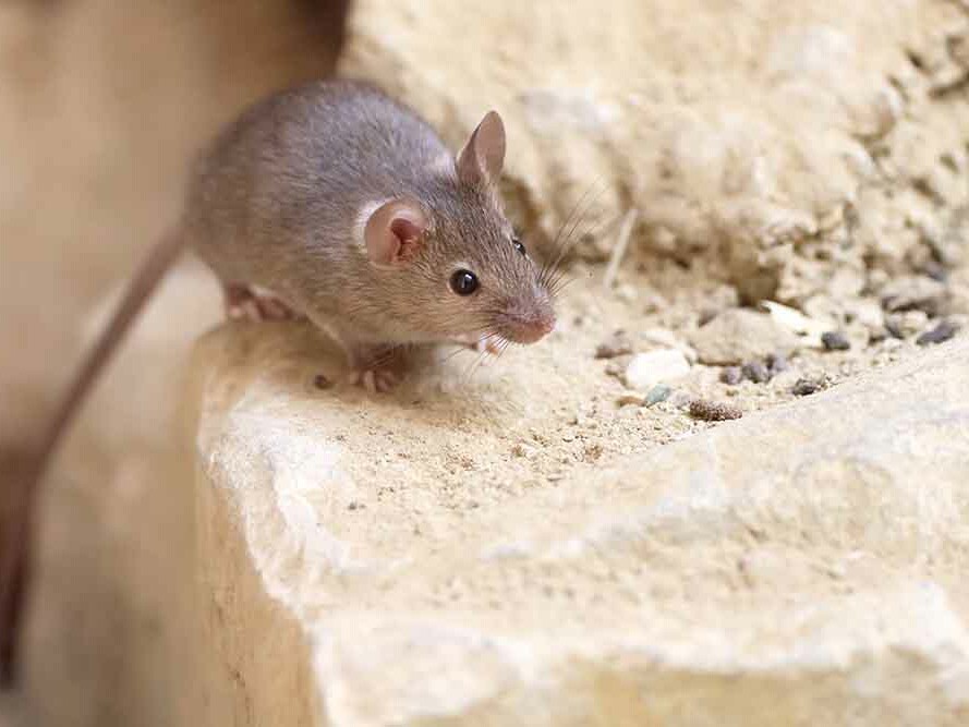 Close up of mouse on rock for blog header