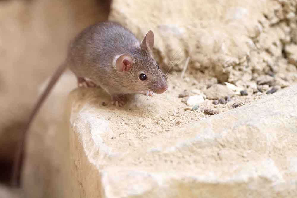 Close up of mouse on rock for blog header