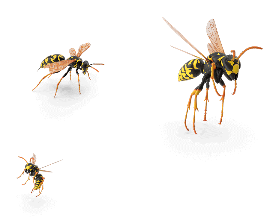 Wasps mobile layer triple group