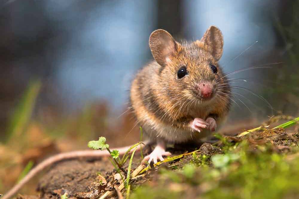Wild wood mouse for the importance of sanitation in controlling mouse infestations