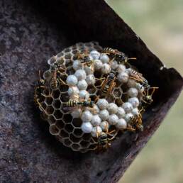 Small wasp nest on home with eggs for OBEX