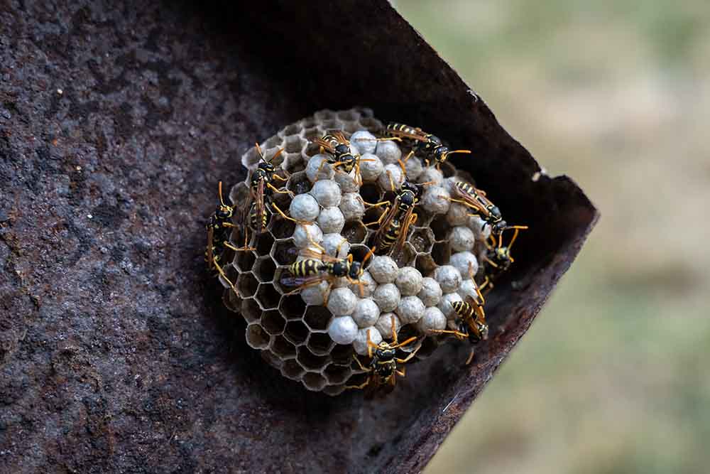 Small wasp nest on home with eggs for OBEX