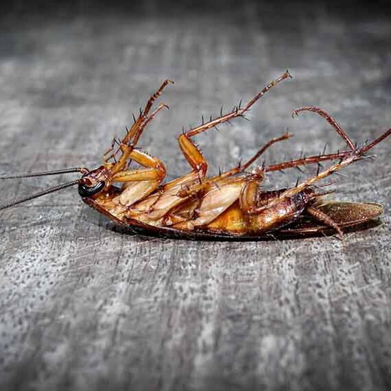 Dead cockroach on wooden floor for OBEX