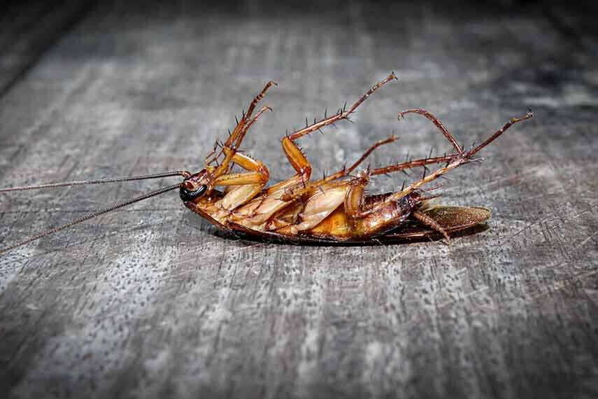 Dead cockroach on wooden floor for OBEX