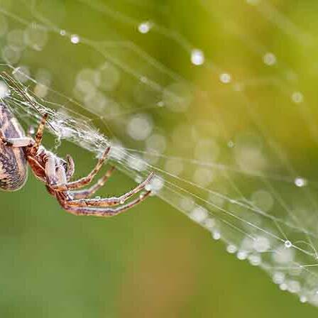 Spider for unique Colorado pests
