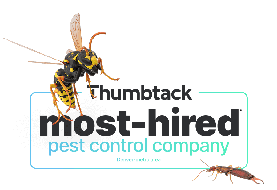 Most-hired pest control of the Denver-metro area on Thumbtack.com mobile