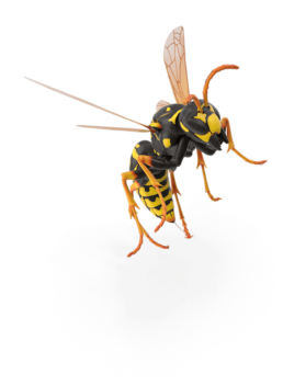 Tall wasp photo for parallax header