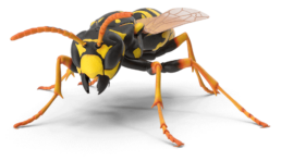 Front in-your-face view of wasp for parallax