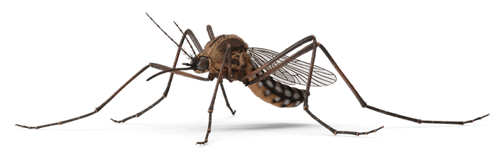 Mosquito top-ranked on Thumbtack header right image