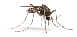 Mosquito top-ranked on Thumbtack header left image