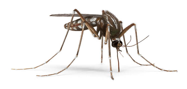 Mosquito top-ranked on Thumbtack header left image