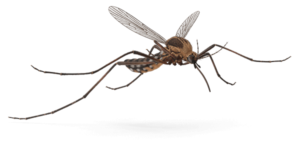 Mosquito top-ranked on Thumbtack header top image