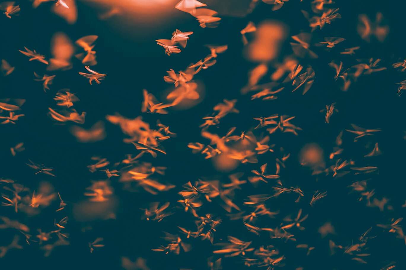 Flying miller moths in Colorado during spring migration banner