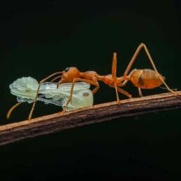 Ant colonies and their significance