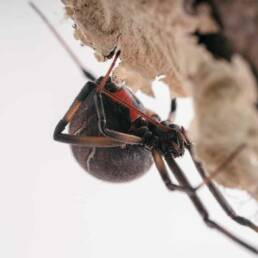 Black widow up close for OBEX Pest Defense, black widow pest control