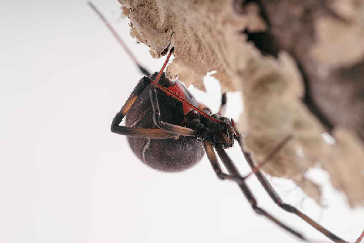Black widow spiders up close view for Colorado spider pest control