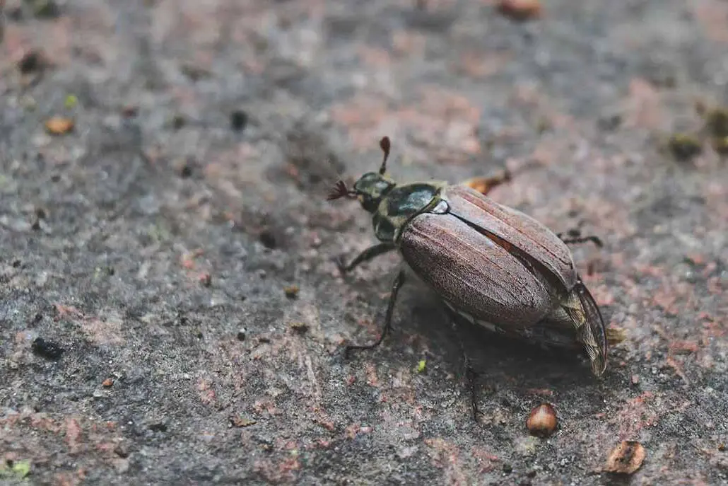 Controlling June Bugs in Colorado: Tips, DIY Methods, and Professional Pest Control Solutions