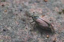 Controlling June Bugs in Colorado: Tips, DIY Methods, and Professional Pest Control Solutions