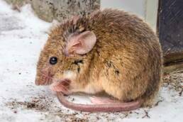 Mouse outside in the snow for winter pest control