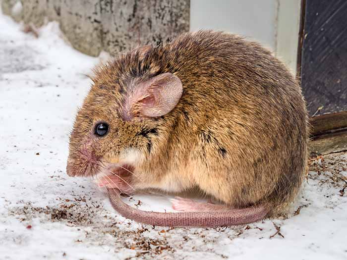 Mouse outside in the snow for winter pest control