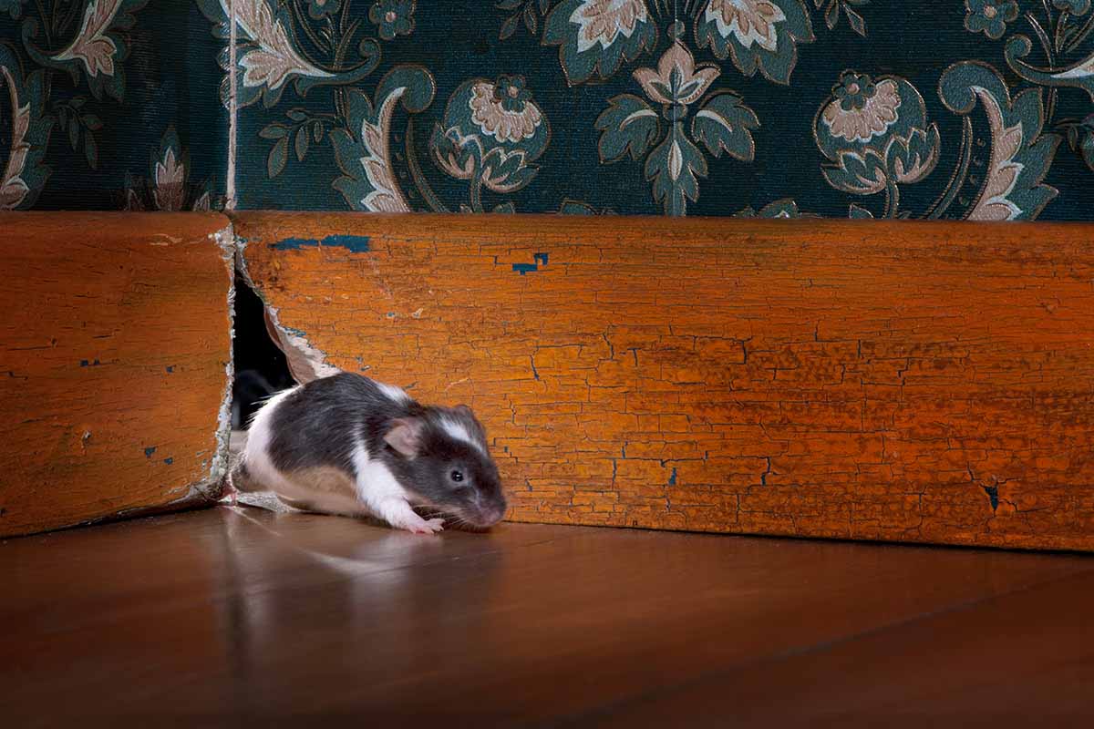 Mouse exiting nesting hole in home