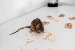 10 safe an successful tricks to get rid of mice in your house