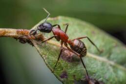 Ants in Colorado on leaf for pest control