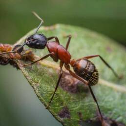Ants in Colorado on leaf for pest control