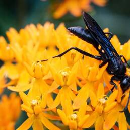 Close up of black wasp Colorado (Sphex pensylvanicus)on flower