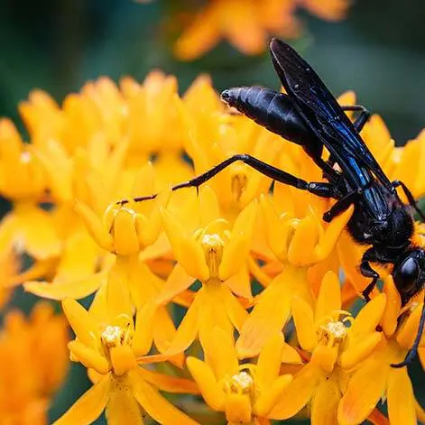 Close up of black wasp Colorado (Sphex pensylvanicus)on flower