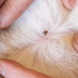 Fleas and ticks in Colorado - Tick in dog fur