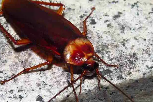 Cockroaches in Colorado header