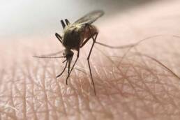 Mosquitoes in Colorado - Macro shot of mosquito bite
