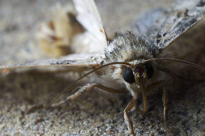 Micro shot of Miller Moth during Colorado migration
